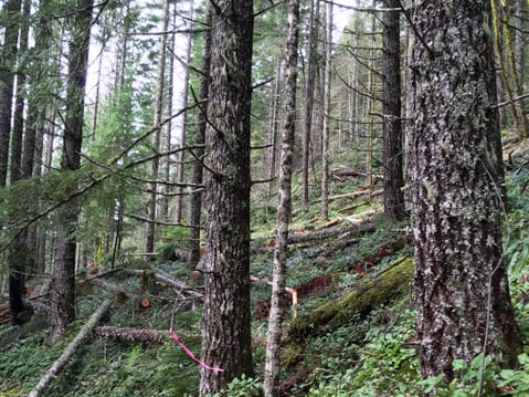 Dense forest with tall trees, fallen logs, green undergrowth, and pink survey tape tied around a tree trunk—classic features of Oregon forests.