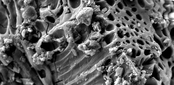 Black and white close-up of a porous, sponge-like surface under a microscope.