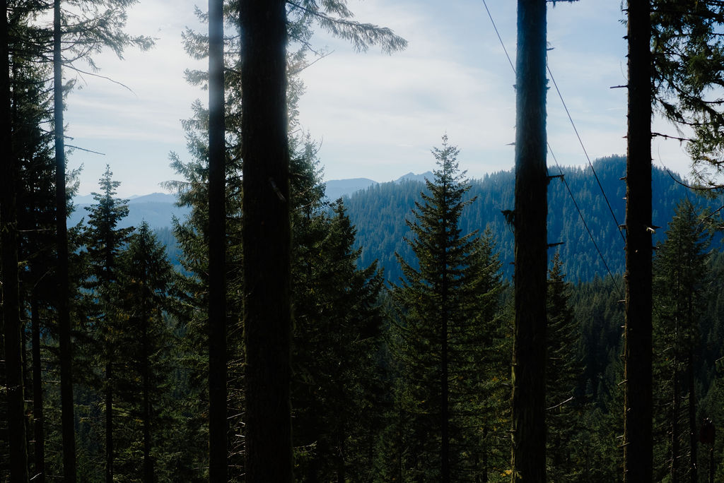 federal timber policy
