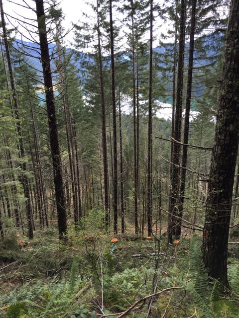 Tall evergreen trees line a steep forested slope at Tumble Creek, with majestic mountains and a glimpse of water in the background.