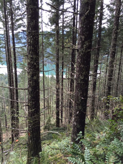 Tall trees in a dense forest rise along the shores of Tumble Creek, with glimpses of a blue lake shimmering through the trunks in the background.