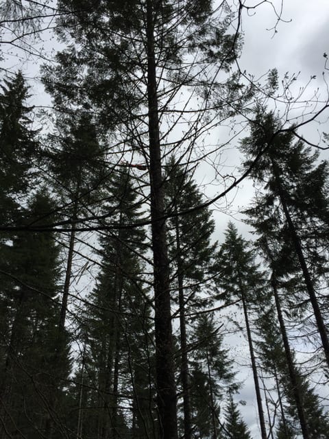 Tall evergreen trees with sparse branches rise against a cloudy, overcast sky in the Tumble Creek forest.