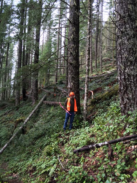 Person in orange safety vest and helmet stands in a dense, mossy forest on a steep, green hillside.