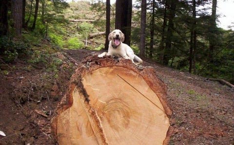 A happy dog lies on top of a large tree stump in the heart of Oregon forests.