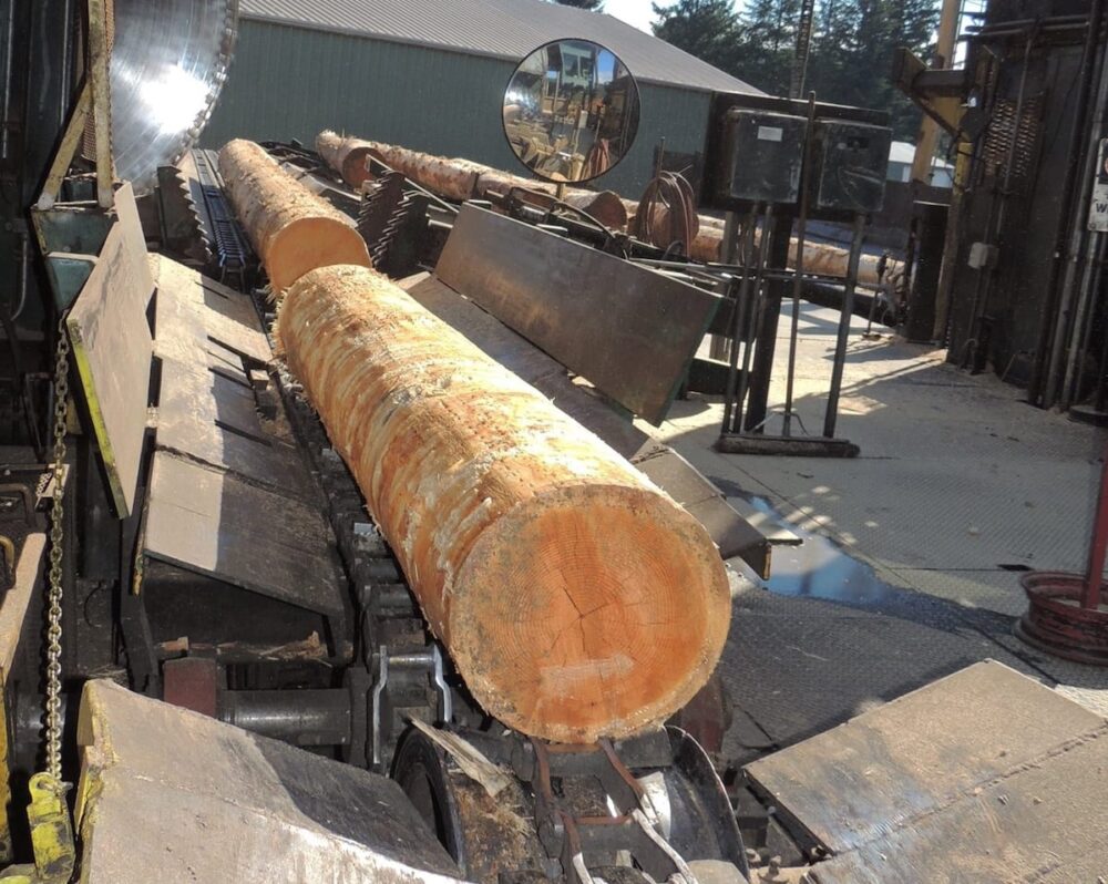 Large log on a conveyor at a sawmill.