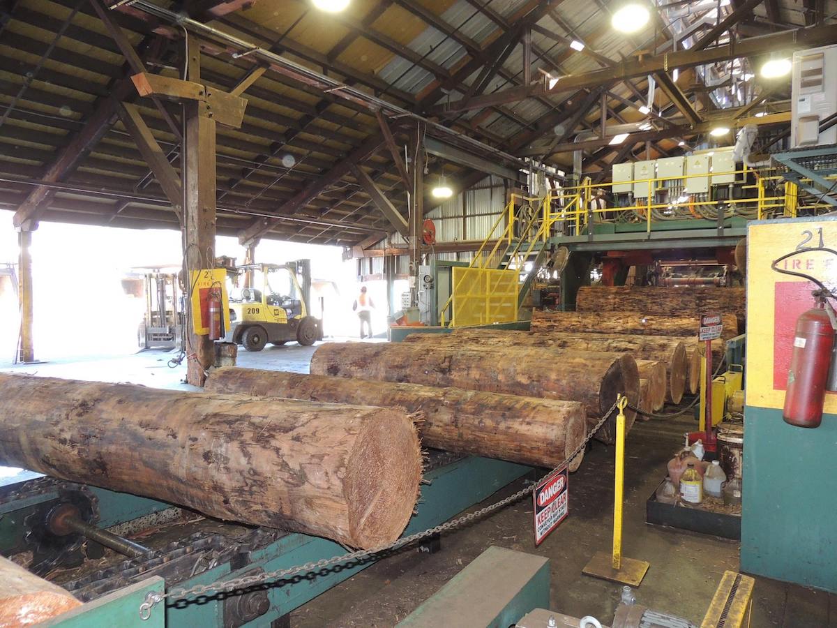 Large wooden logs on conveyor belts inside a plywood mill, with forklifts and workers in the background.