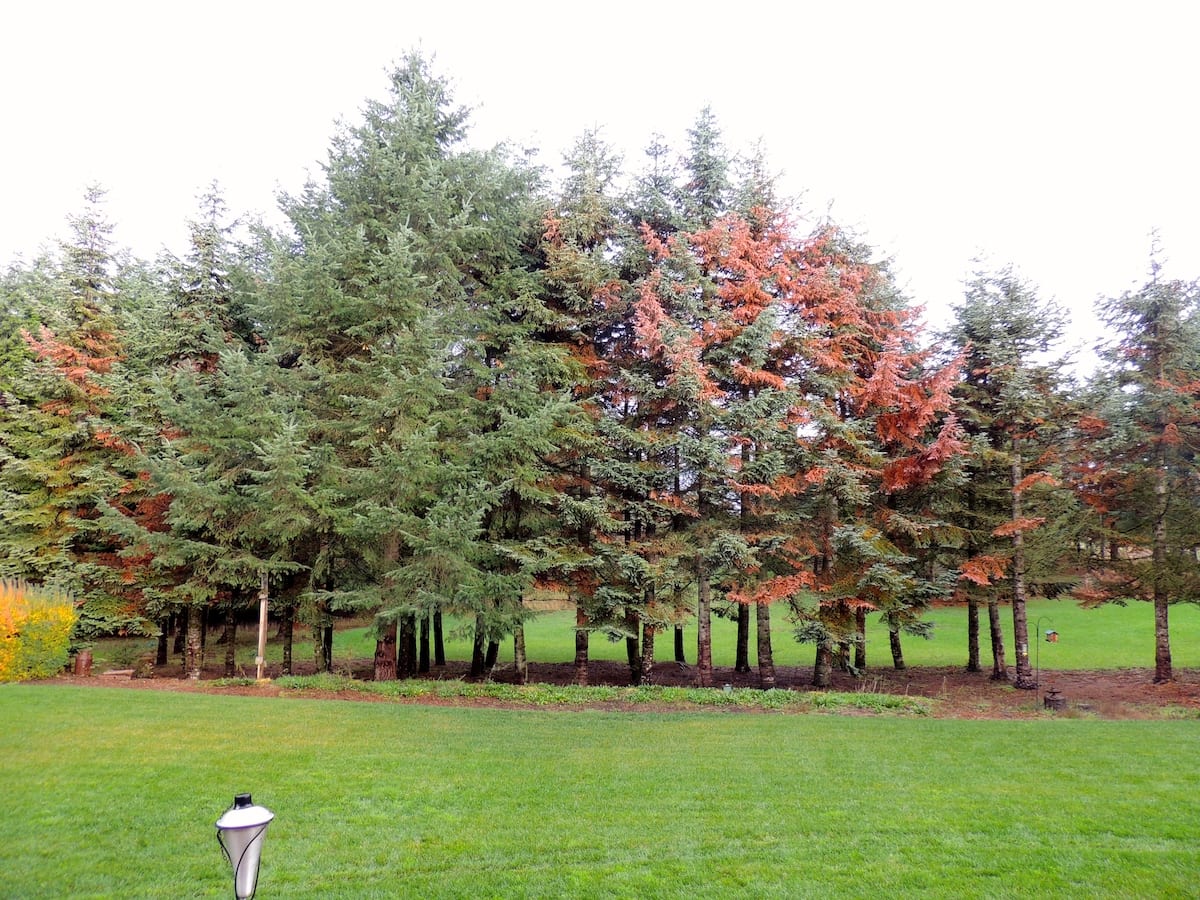 A row of tall evergreen trees, including some Noble Fir trees dying throughout Oregon’s Willamette Valley.