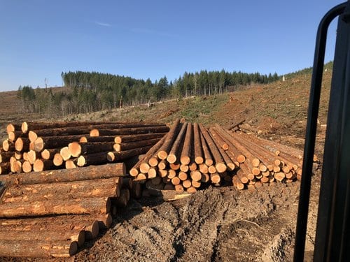 Stacks of cut logs are piled on cleared land, a scene that recalls "God made a logger," with trees and a blue sky in the background.