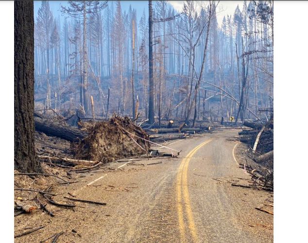 A road blocked by fallen trees and debris after a forest fire, with scorched, bare trees in the background.
