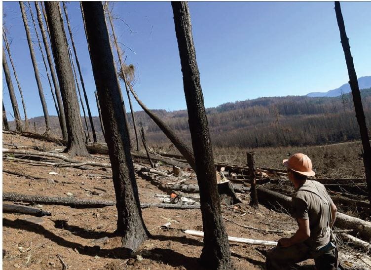 Person in hat sits on hillside among charred trees in a forest cleared by wildfire, mountains in the distance.
