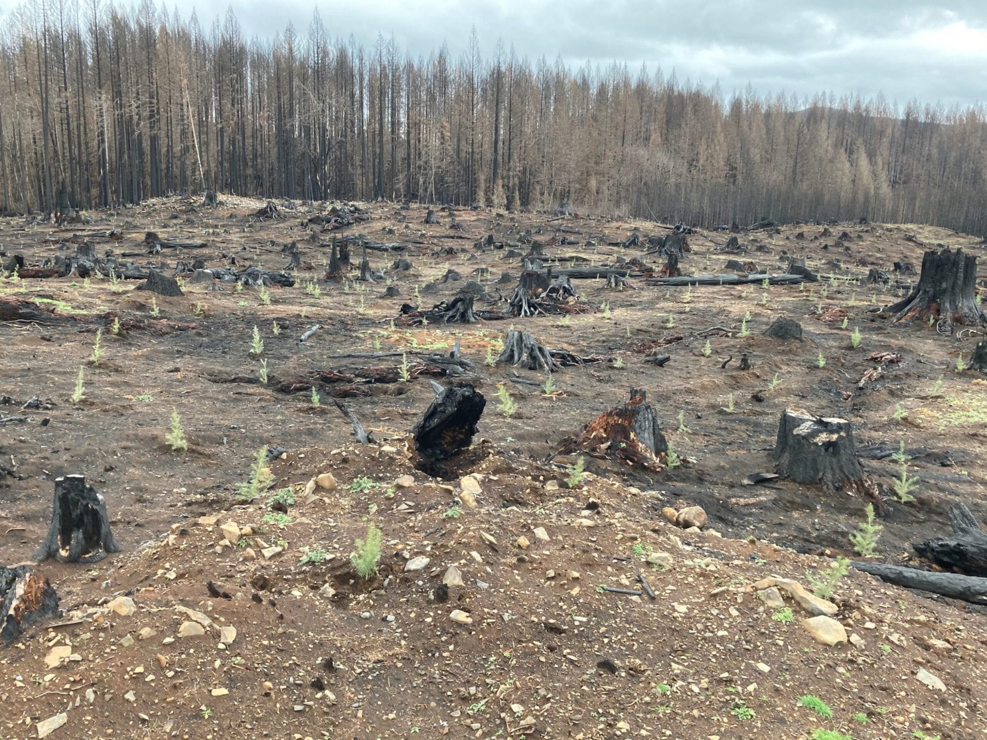 A scorched, deforested landscape with blackened tree stumps and sparse new green growth, offering a quiet sense of gratitude for nature’s resilience.