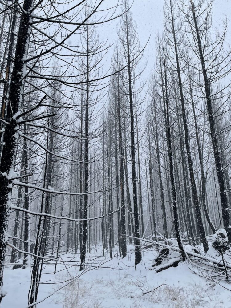 Tall, leafless trees in a snowy forest with snow gently falling and blanketing the salvage timber scattered across the ground.