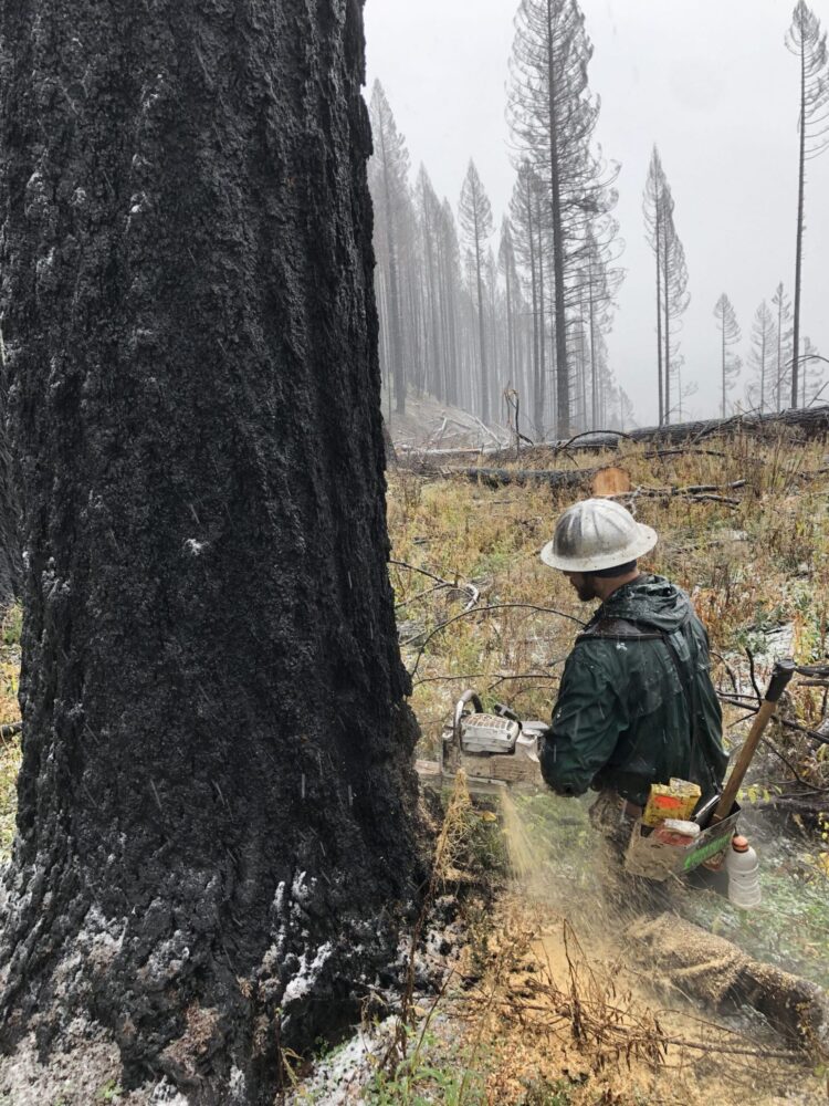 Person in safety gear uses a chainsaw to cut a large burned tree, salvaging timber in a snowy, fire-damaged forest.