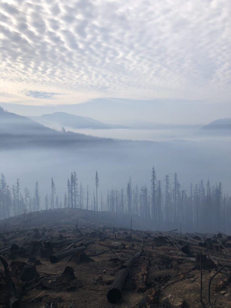 Burnt forest landscape with charred trees and logs, some marked as salvage timber, shrouded in mist under a cloudy sky.