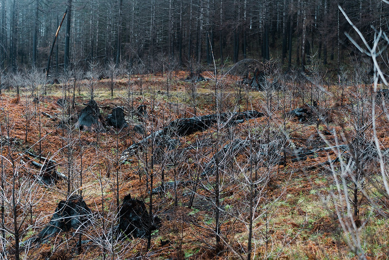 forest wildfire